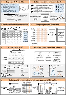 Dynamics of alternative polyadenylation in single root cells of Arabidopsis thaliana